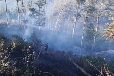 В Ногинском районе Подмосковья тушили рукотворный лесной пожар
