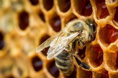 Китайские шершни угрожают пчелам Европы?