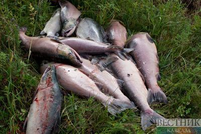 Массовая гибель рыбы зафиксирована в Армении (ВИДЕО)