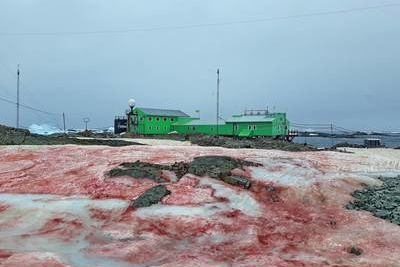 &quot;Кровавый снег&quot; появился на станции Украины в Антарктиде