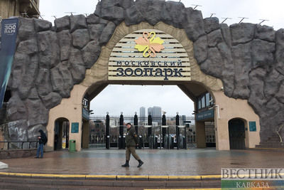 Десятью маленькими дагестанскими турами пополнился Московский зоопарк (ВИДЕО)