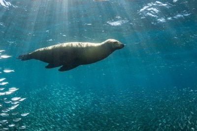BioShifts: Морские животные плывут к полюсам