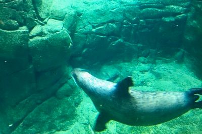 Зоологи Петербурга выпустили после реабилитации детенышей тюленей в Финский залив