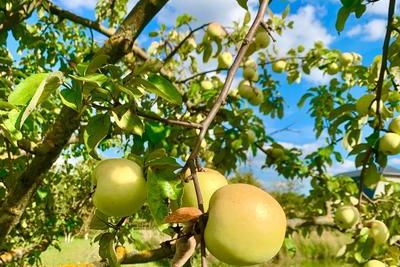 В Карачаево-Черкесии появится комплекс по выращиванию яблок и плодохранилище
