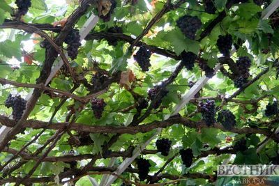 Грузинские фермеры на &quot;Ртвели 2020&quot; сдали почти 2 тыс т винограда