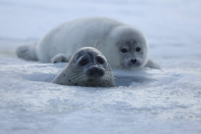 Каспийский тюлень войдет в Красную книгу Казахстана