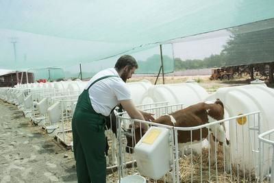 &quot;Двойных&quot; надоев молока добился создатель роботизированной фермы в Кабардино-Балкарии