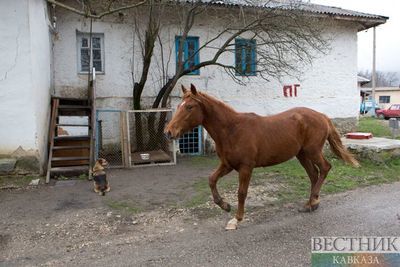 Два человека пострадали в аварии с лошадью в Чечне