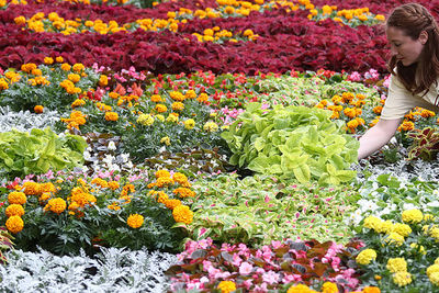 К открытию летнего сезона в Сочи высадят почти полмиллиона цветов