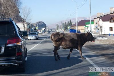ДТП с коровой произошло накануне в Грозненском районе