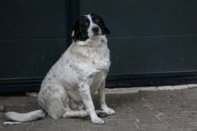 Знаменитую собаку из Батуми выдвинули на пост премьер-министра (ВИДЕО)