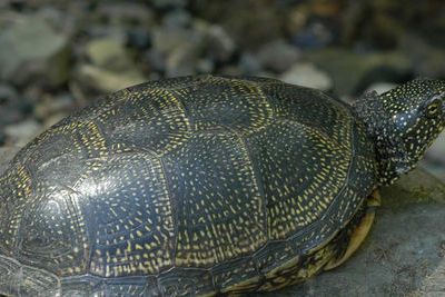 Из-под колес машины в Адлере спасли краснокнижную черепаху