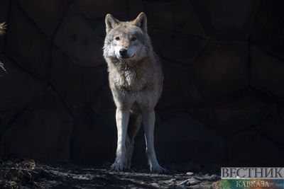 Волк забрел в многоэтажку в казахстанском Экибастузе