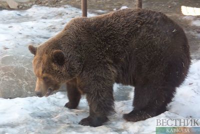 В Сочи перед зимней спячкой активизировались медведи