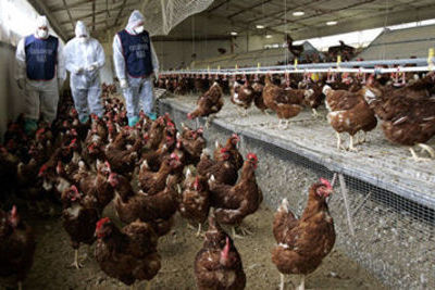 Птичий грипп выявлен в подсобном хозяйстве в Ростовской области
