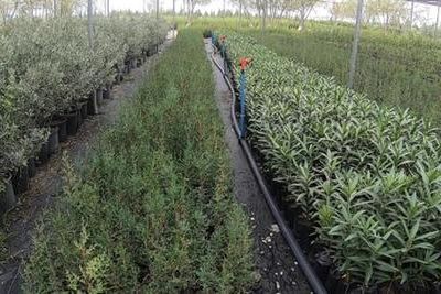 В Геленджике восстановят рощу болотных кипарисов