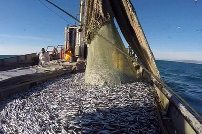 Дагестанских рыбаков выручает каспийская килька