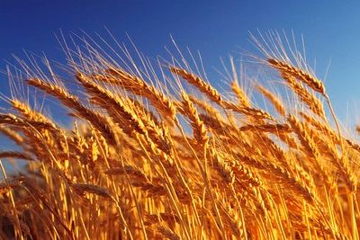 Фейковая пшеница лишила жителя КБР миллиона рублей