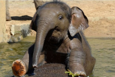 Ташкентский зоопарк получит азиатского слоненка от московских коллег