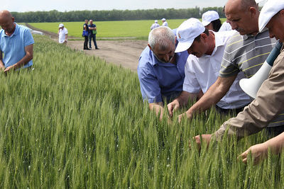 Ставропольские аграрии показали 10 новых сортов зерновых