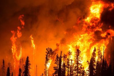 Турецкие огнеборцы побеждают лесные пожары