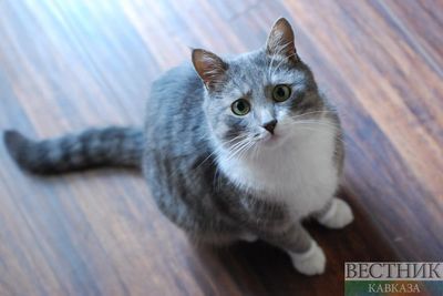 Желание завести кота обернулось шампуром в предплечье для жителя Ставрополя