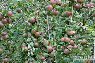 Власти Ставрополья озвучили планы на урожай яблок 