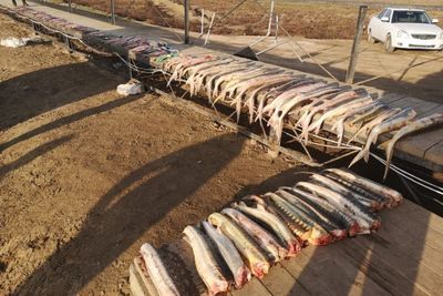 Три группы дагестанских браконьеров наловили осетровых почти на 13 млн рублей