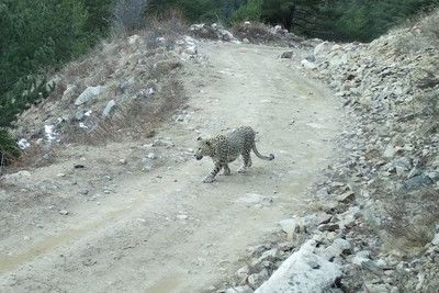 Леопард в КБР оказался гостем из дикой природы