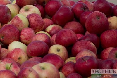 Ставропольские садоводы установили рекорд по урожаю яблок