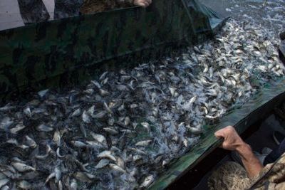 Донские рыбхозы наполнят рыбой Цимлянское водохранилище