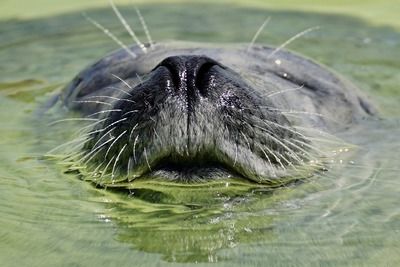 Университет Лидса: выживут ли каспийские тюлени