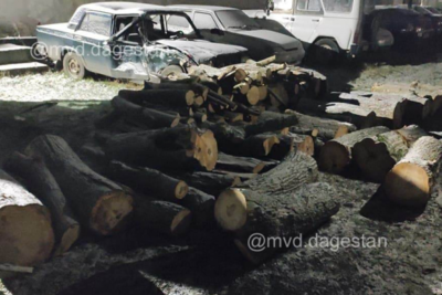 Житель Дагестана незаконно срубил деревья на 200 тысяч рублей
