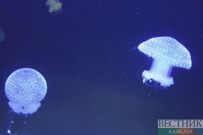 Медуз из Азовского моря пустят на медицинский коллаген