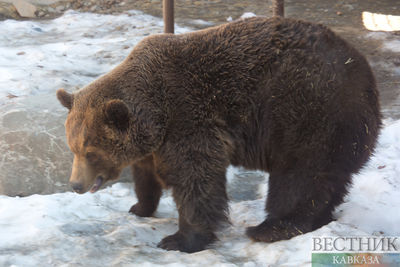 Медведь Зузу, не тронувший брошенную матерью девочку, отмечает день рождения в Ташкенте