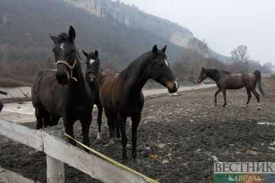 Во время паводка в Актюбинской области спасли 30 лошадей