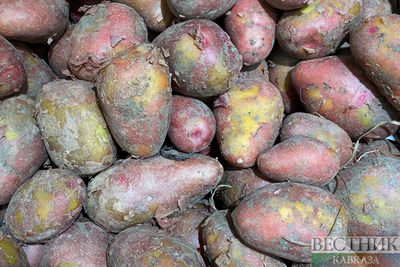 Минсельхоз Узбекистана: дефицита картофеля не будет