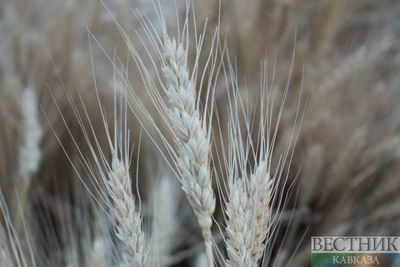 В Казахстане вводят ограничение на экспорт зерна и муки