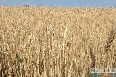 Казахстан ввел квоту на экспорт пшеницы 
