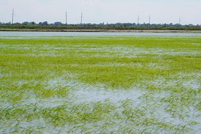 Дагестанские аграрии установили новый рекорд по посевам риса