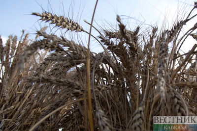 Власти Грузии на год запретили экспорт ряда зерновых