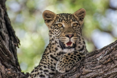 Пара переднеазиатских леопардов в Сочи принесла потомство