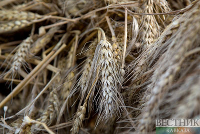 Россия компенсирует миру недобор урожая украинского зерна