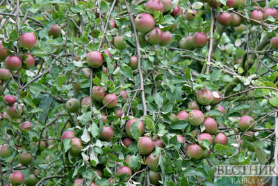 Из Центральной Азии исчезают дикие яблони 