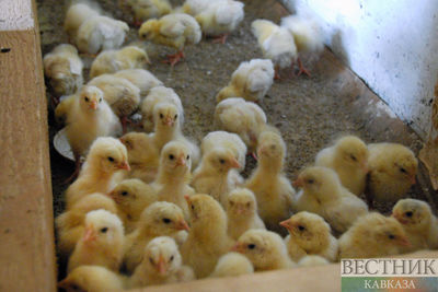 Полиция Казахстана пустилась в погоню за цыплячьим вором