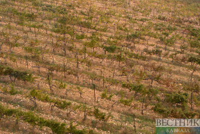 Ставропольские аграрии до конца года заложат еще 250 га виноградников