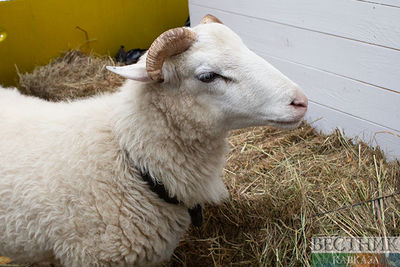 Первый аукцион племенных овец пройдет в Астане