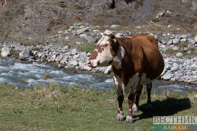 Восемь дагестанцев пострадали из-за коровы