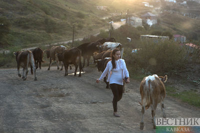 Светящийся скот поможет избежать ДТП в Казахстане