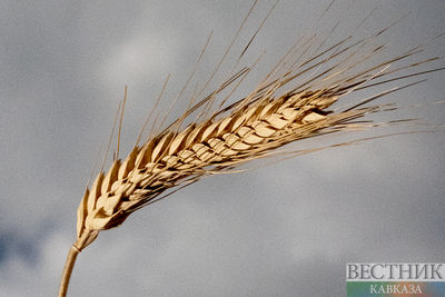 Сбор зерна в России достиг рекордных размеров